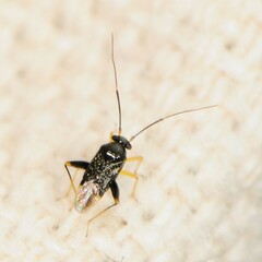 Microtechnites bractatus