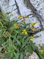 Arnica lanceolata prima