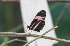 Heliconius erato phyllis