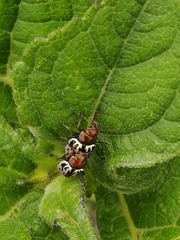 Zygogramma piceicollis