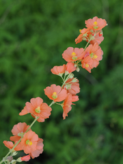Sphaeralcea incana