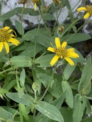 Arnica lanceolata prima