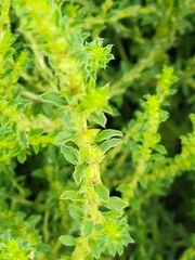 Amaranthus albus