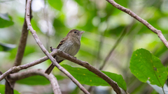 Lathrotriccus euleri