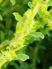 Amaranthus albus