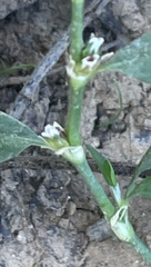Polygonum