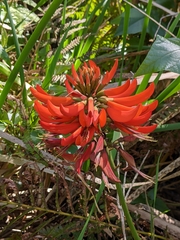 Erythrina