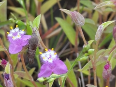 Phycodes radiata