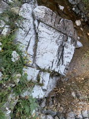 Arnica lanceolata prima