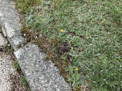 Pilosella officinarum