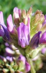 Astragalus laxmannii robustior