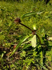 Gentiana macrophylla