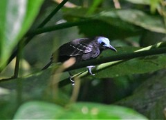 Gymnocichla nudiceps