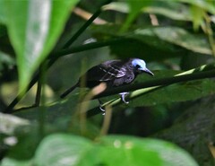 Gymnocichla nudiceps