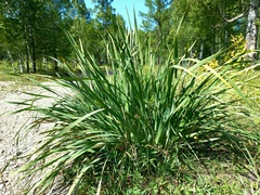 Iris lactea biglumis