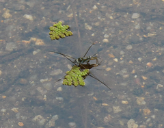 Limnogonus