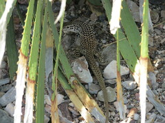 Aspidoscelis tesselatus