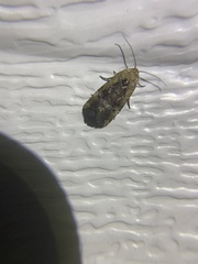 Elaphria chalcedonia