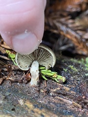 Simocybe