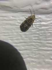 Elaphria chalcedonia