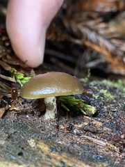 Simocybe