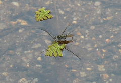 Limnogonus