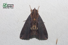 Ercheia cyllaria