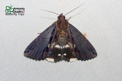 Ercheia cyllaria