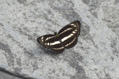 Neptis