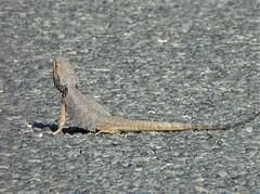 Pogona barbata