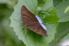 Tanaecia julii