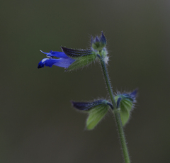 Salvia subincisa