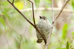 Chrysococcyx lucidus