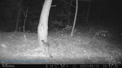 Prionailurus bengalensis