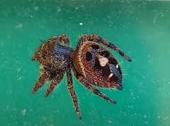 Phidippus audax