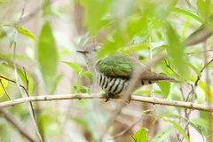 Chrysococcyx lucidus