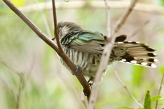 Chrysococcyx lucidus
