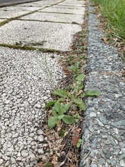 Arabidopsis thaliana