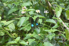Papilio bianor