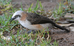 Turdoides gymnogenys