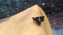 Notocrypta curvifascia