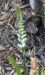 Spiranthes cernua