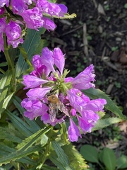 Physostegia virginiana