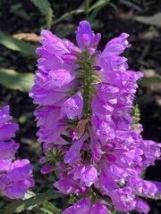 Physostegia virginiana