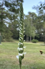 Spiranthes cernua