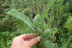 Astragalus pycnostachyus pycnostachyus