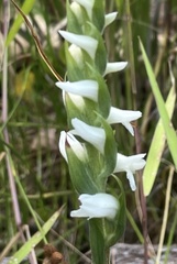 Spiranthes cernua