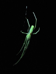 Tetragnatha viridis