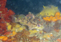 Sebastes rastrelliger