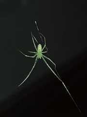 Tetragnatha viridis